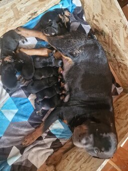 Štěňátka rotvajlera - 2
