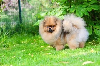 Pomeranian s PP FCI - 2