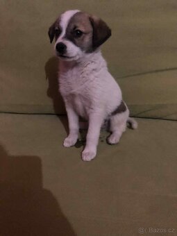 Jack Russell - 2