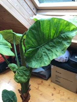 Sloní ucho - Alocasia portodora - 2