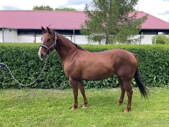 Klisna American Quarter Horse - 2