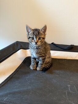 Koťátka - kocourek - 2