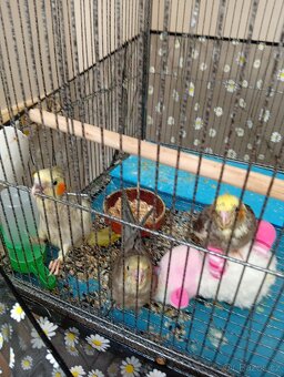 Ručně dokrmená korela - 2