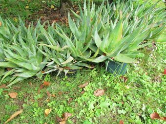 Prodám 20 rostlin léčivé Aloe vera - 2