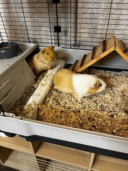 Daruji 2 morčata-kluci, stáří 1 rok. - 2