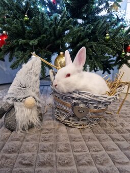 Zakrslí králíčci - 2