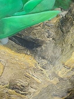 Akvarium/krevetarium - 2