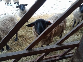 Plemenný beran Suffolk - 2