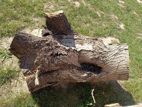 Prodám kmen čas kořene ořechů - 2