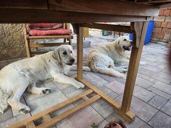 Krytí zlatým retrívrem - 2