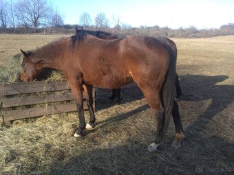 Plnokrevná kobyla - jemná a milá parťačka - 2