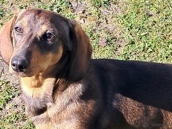 Jezevčík hladkosrstý - štěně - 2