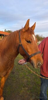 Prodám PONY koně - 2