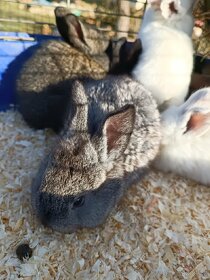 Minifarma u Lenky prodá králíčata - 2