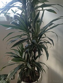 Dracena trojkmen - 2