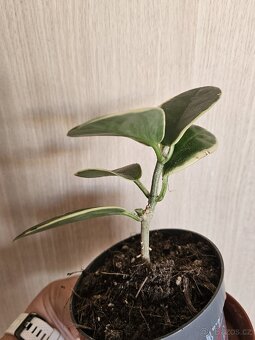 pokojová rostlina kytka Hoya australis Blondie voskovka - 2