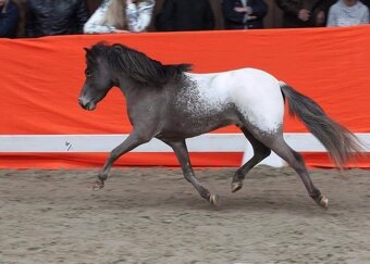 Připouštění Minihorse/minipony - 2