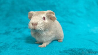 Nabídka morčátek z Kennel MoraVero Cavia - 2