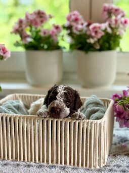 Štěně Lagotto romagnolo s PP (Italský vodní pes) - 2