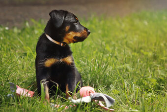 Beauceron štěně fenka s PP - 2