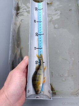 Okoun říční 11 - 14 cm - 2
