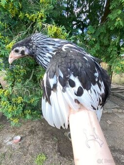 Kuřičky a kohouti - hamburčanka, ayam cemani, araukana - 2