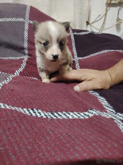 Welsh Corgi - 2