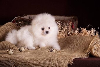 Pomeranian - 2