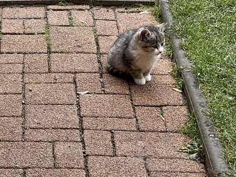 DARUJI KOŤÁTKA - 2