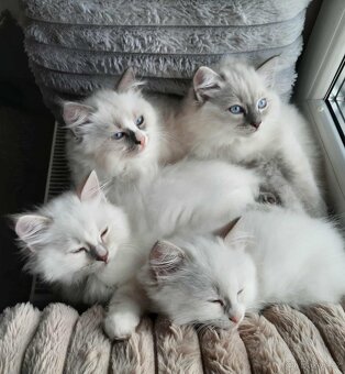 Prodám koťata Ragdoll bez PP - 2