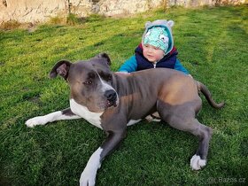 Krytí Americký stafordšírský teriér AST, Amstaf - 2