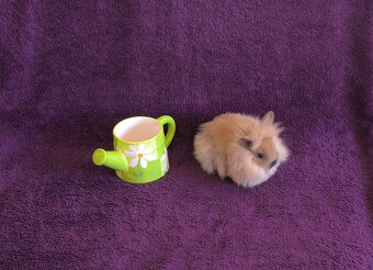 Zakrslý králík lvíček - 2