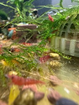 Prodám red tiger krevetky - 2