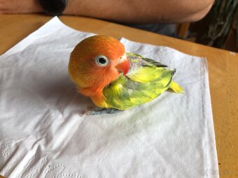 Prodám samičku Agapornise fischeri - 2