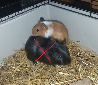 morče, morčátko - 2