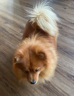 Německý špic malý ke krytí - 2