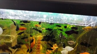 Prodám Black Molly - 2