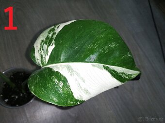1.Monstera Deliciosa Albo variegata - Vrchol - 2