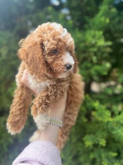 Maltipoo kluci - 2