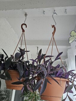Voděnka fialová-tradescantia pallida - 2
