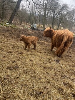 Highland jalovice - 2
