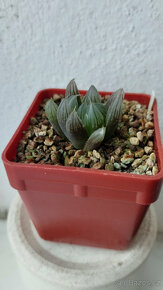 Haworthia Cooperi var. obtusa 'Yamada Black' ( sukulent ) - 2