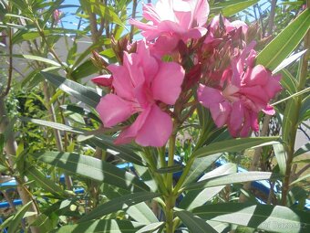 Plnokvětý vzrostlý OLEANDR 250cm - dává stín - 2