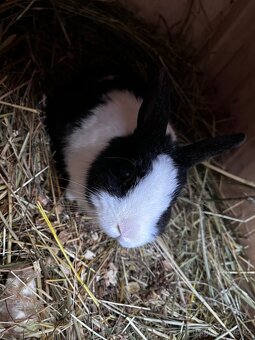 Zakrslý králík - 2