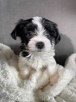 Biewer x maltézáček - 2