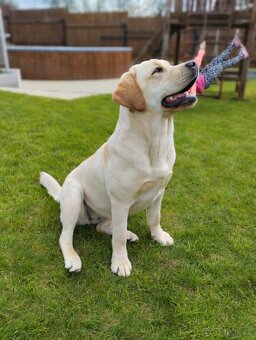 Labrador štěňátka s PP - 2