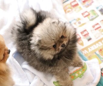 Pomeranian mini - 2