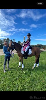 Zkušená drezurní pony klisna - 2