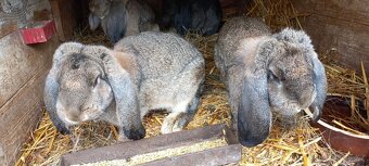 Francouzský  beran - 2