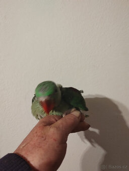 Prodám alexandr velký - 2